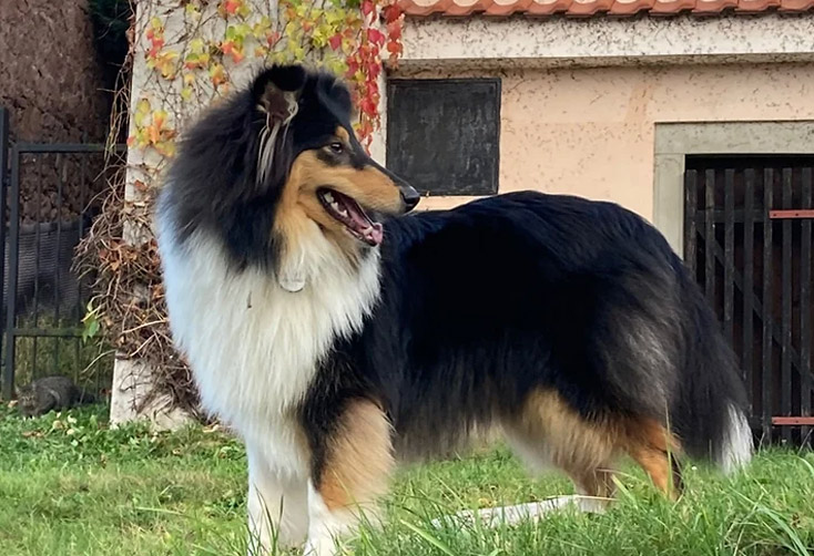 Kolie Aimy